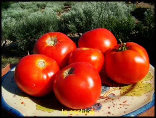 brouillade de tomates provençales