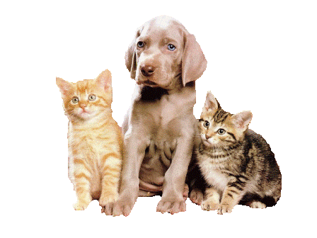 Chiens et Chats