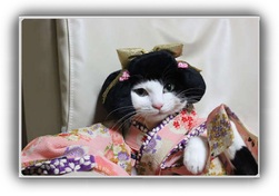 Des chats en kimono