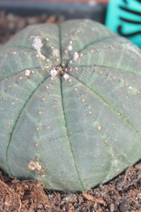 Euphorbia Obesa