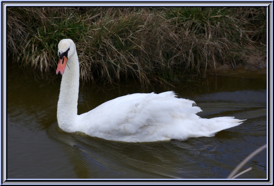 Des oiseaux.........,des petits et des grands