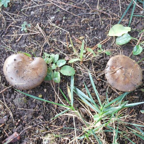 Les champignons de Novembre