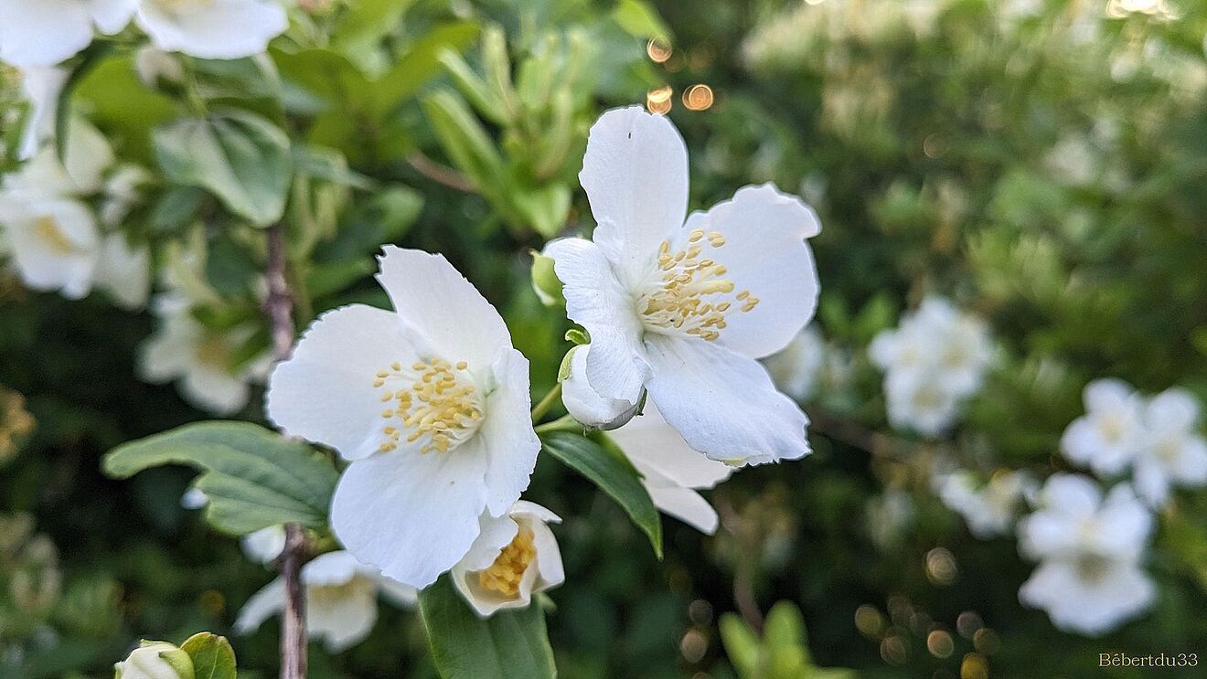 Nos fleurs du jardin 