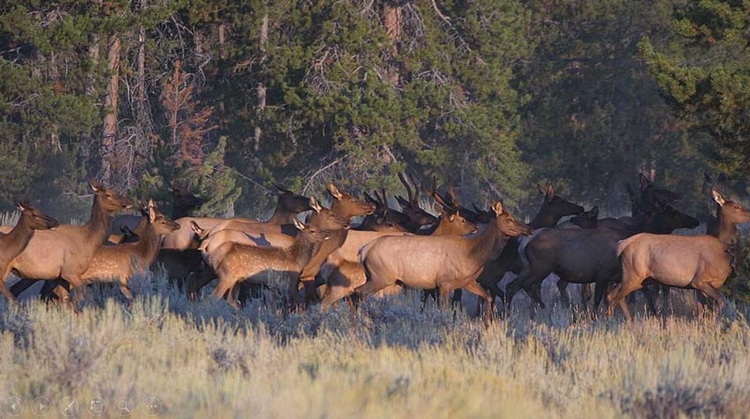 Images du monde : La faune du parc Yellowstone 