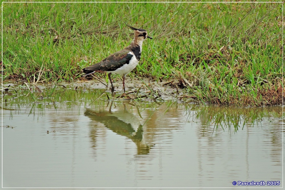 Réserve ornitho du Teich - Septembre 2015 - 4/6