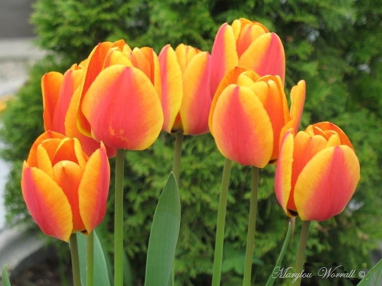 Tulipes de toutes les couleurs