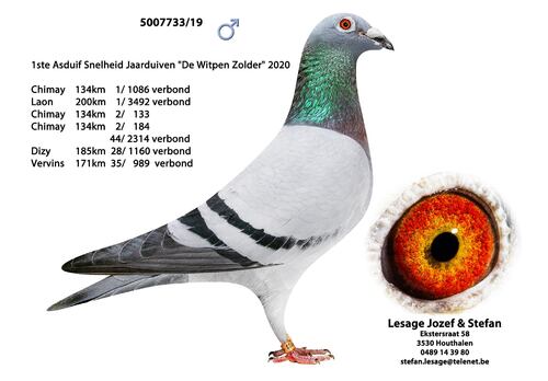 BON N°86 : Lesage Jozef & Stephan de Houthalen offrent un pigeonneau