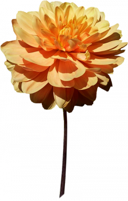 Tubes PNG de fleurs