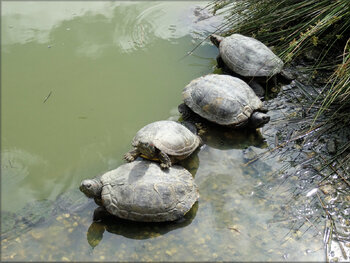 Photo de Tortue cistude d'europe - Marais aux Oiseaux