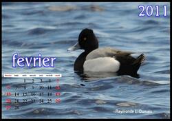 Calendrier D'oiseaux Janvier 2011