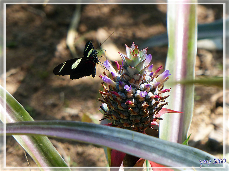 Animation gif : Papillon Héliconius Sara (Sara longwing butterfly) sur fleur d'ananas sauvage - Inkaterra Hacienda Concepcion - Puerto Maldonado - Pérou