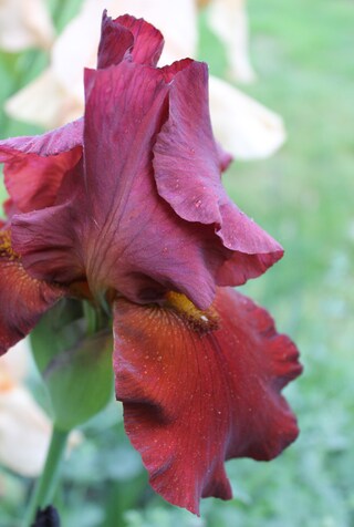 iris barbata brun rouge 'Red orchid'