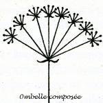 Inflorescences