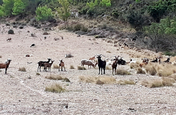 J3 - Chèvres près de Taura