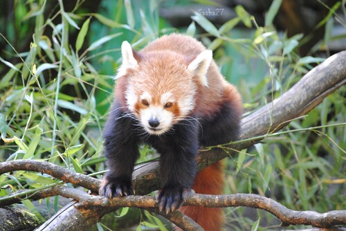 Lucie, la petite femelle panda roux.