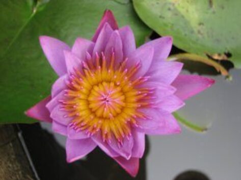 herbe-lotus