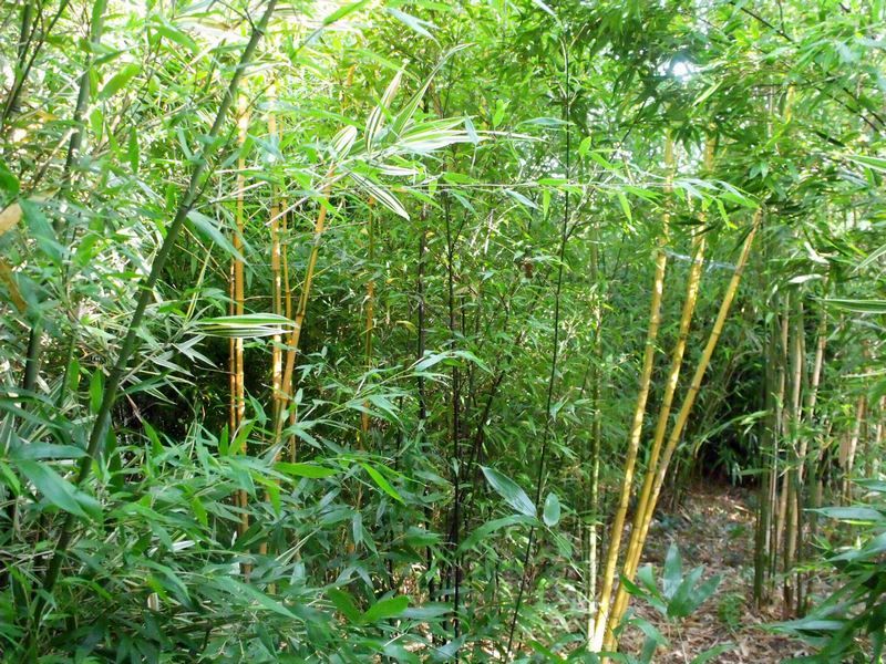 La bambouseraie des 7 sources | Plouaret | Côtes d'Armor
