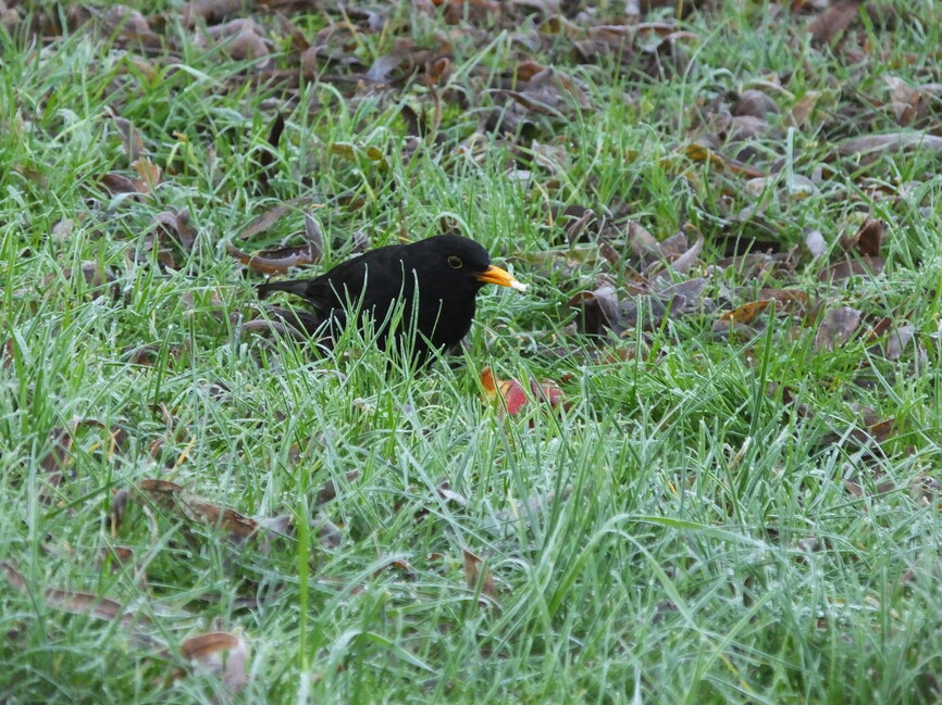 Au jardin...Et balade du matin