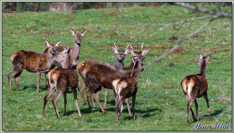 Le bonheur d'un petit matin ensoleillé après la neige de la nuit : troupeau de cerfs élaphes - Lartigau - Milhas - 31