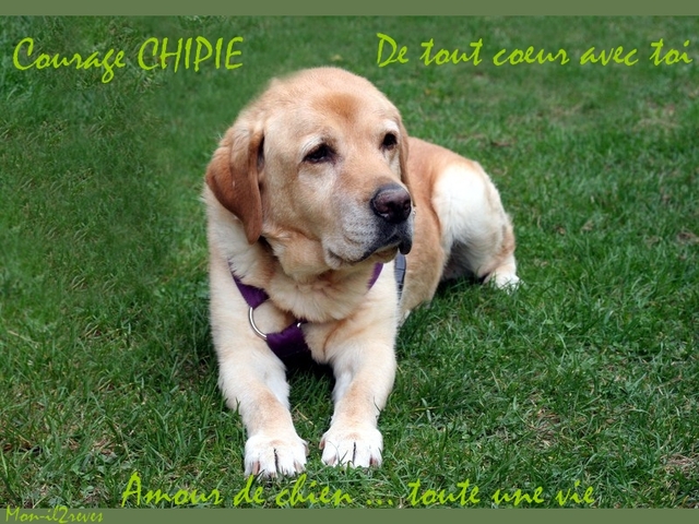 Courage CHIPIE , de tout mon coeur avec toi