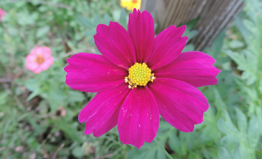 des fleurs en Octobre