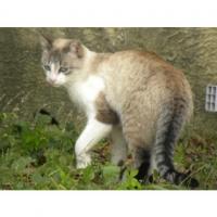 Chats trouvés dans l'Hérault