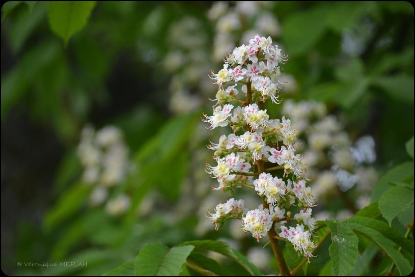 Rambouillet : Fleurs de marronnier