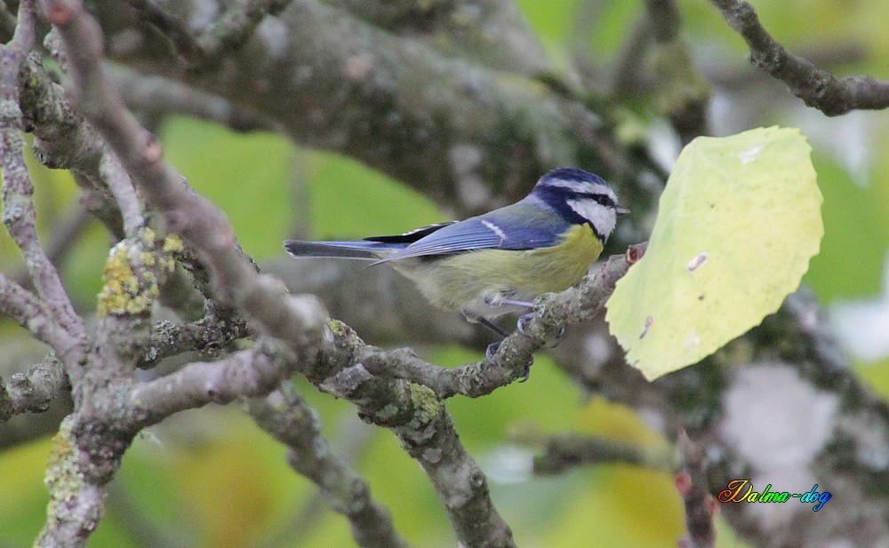 mésange bleu