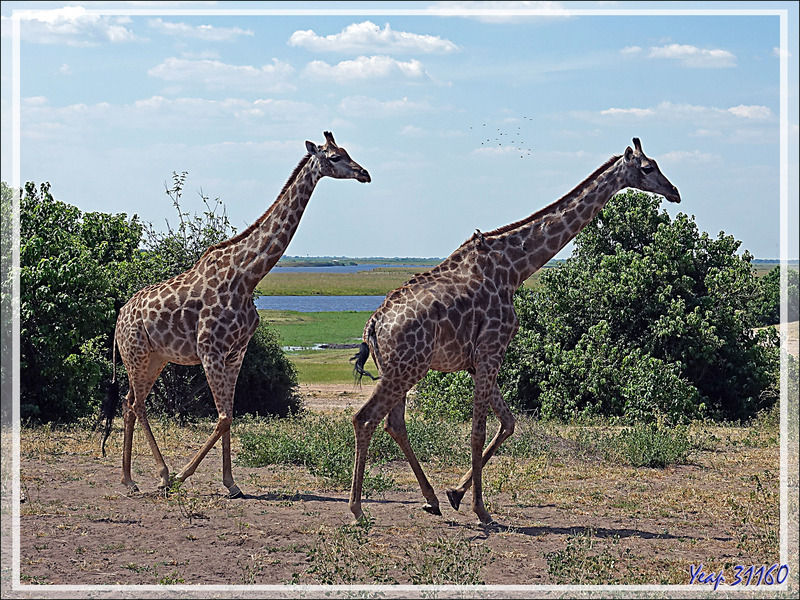 Girafe du Cap (Giraffa giraffa) - Safari terrestre - Parc National de Chobe - Botswana