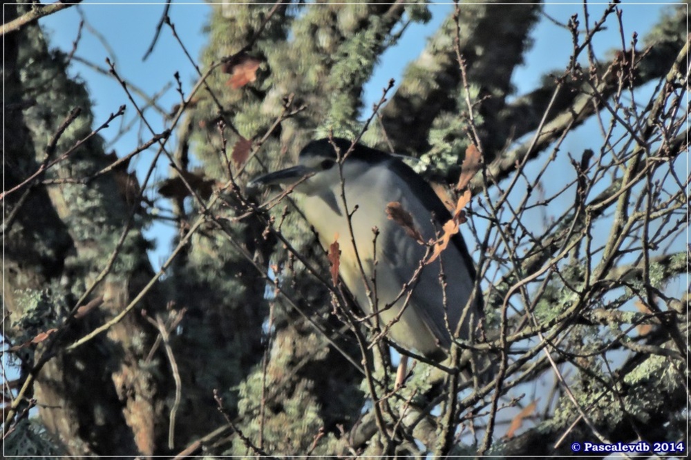 Décembre chez les oiseaux du Teich - 2/9