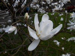 Mamie au jardin Japonais