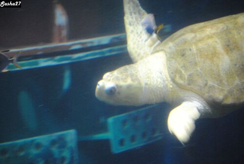 Le Grand Aquarium de St Malo 