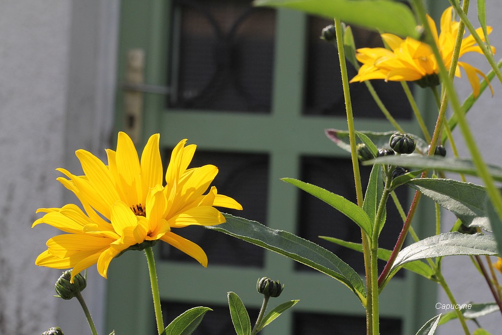 Feu d'artifice d'automne : hélianthus et dahlias