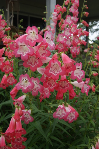 Penstemon rose et blanc ' Souvenir d'Adrien Régnier '