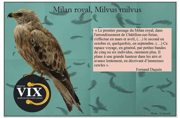 Quelques observations de Fernand Daguin sur des oiseaux observés dans le Châtillonnais...