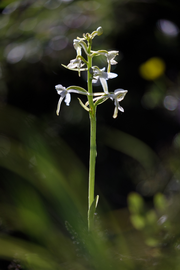 Platanthère