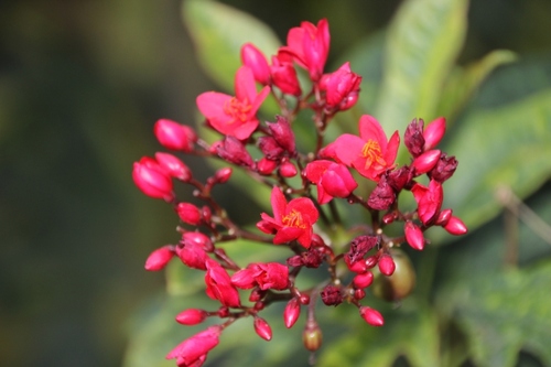 Fleurs d'Inde