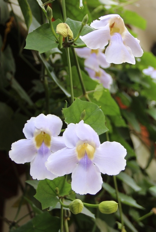 Orchidées de Birmanie