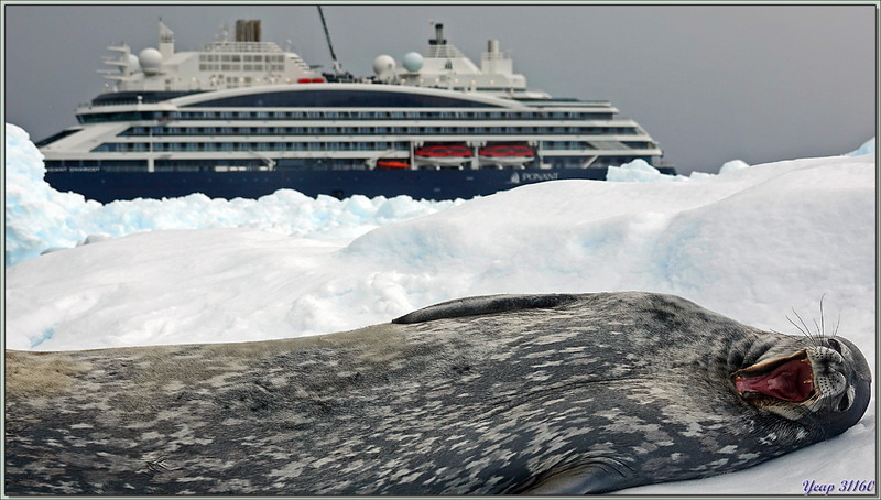 09/03/22 : nous quittons la plage de Néko Harbour, sur le trajet vers le navire, nous rencontrons un phoque léopard qui fait le beau devant nos appareils photos - Terre de Graham - Antarctique