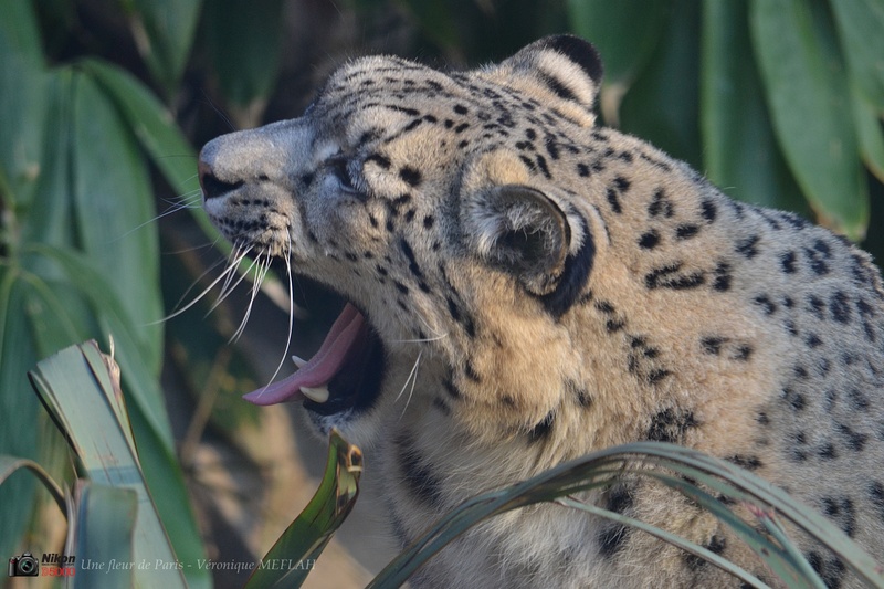 Ménagerie du Jardin des Plantes : Esha, Panthère des Neiges