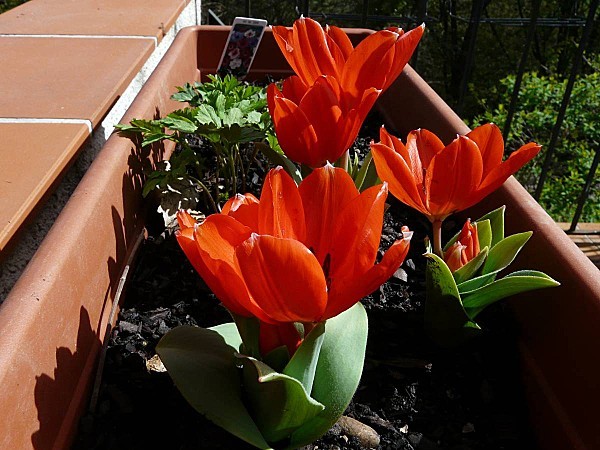 Tulipes-pluriflores-naines-03.jpg