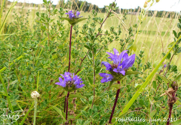 Campanula glomerata - campanule agglomérée