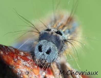 tete-chenille-Malacosoma.jpg