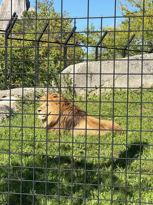Zoo de vincennes - les lions - le lynx - les pumas 