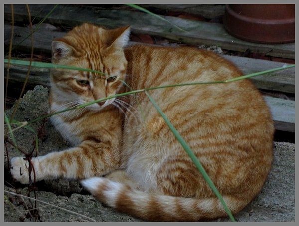 Les chats séniors