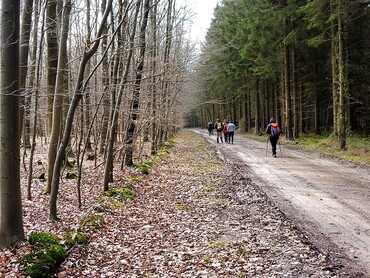 Dans la Forêt d'Eawy