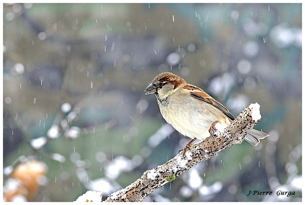 Les très belles photos d'oiseaux en hiver de Jean-Pierre Gurga