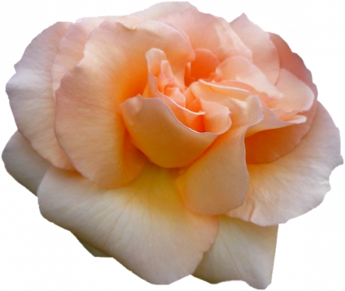 tubes roses, tubes fleurs