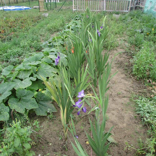 mes fleurs