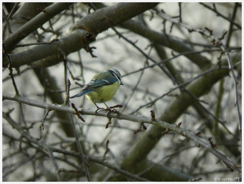  Rouge-Gorge et Mésange bleue